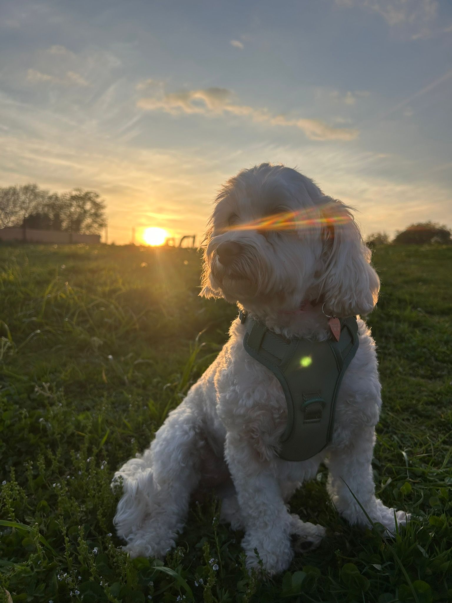 Iris, our Cavachon