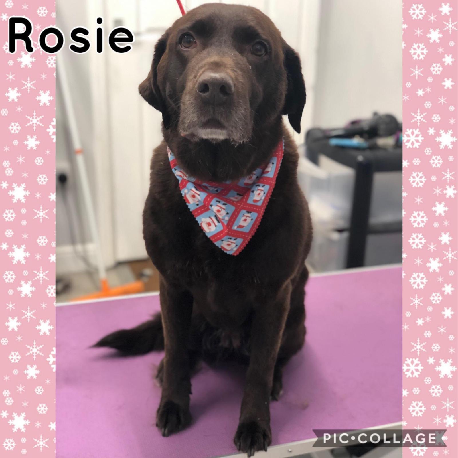 Rosie, our Chocolate Labrador